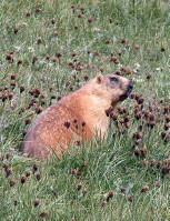 Image from entry Fesenko Hills wildlife refuge s in the Internet Encyclopedia of Ukraine